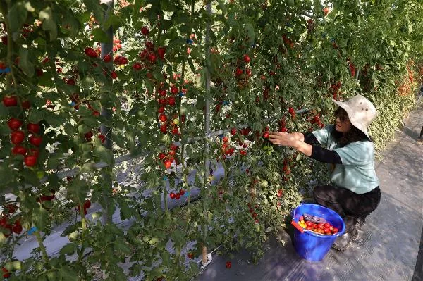 There is a skill to picking small tomatoes: Choose ones that are rounded and plump, with smooth and glossy peels, and bright, even coloration. (photo by Jimmy Lin)
