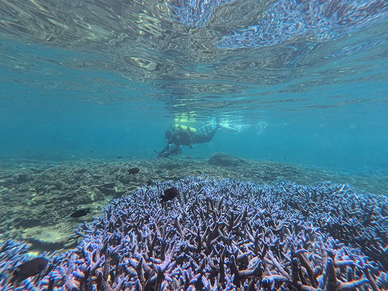 Coral reef conservation is crucial to maintaining ocean biodiversity. (Courtesy of Ocean Conservation Administration)