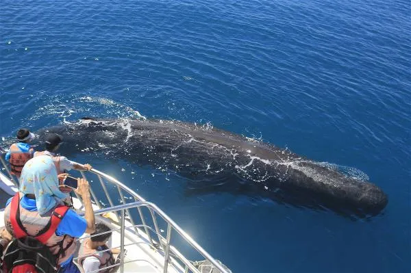 Responsible Whale Watching, the Turumoan Way