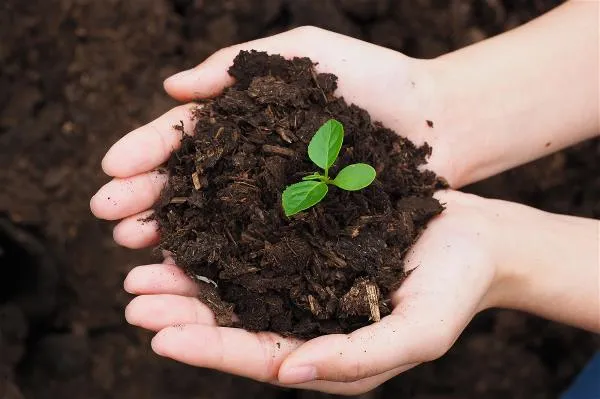 CHP and National Chung Hsing University have collaborated to create a carbon sequestration zone at the Hualien Mill. Using organic fertilizer made from residual woodchips and rice bran, they have enhanced soil carbon storage levels and developed carbon-negative technology.