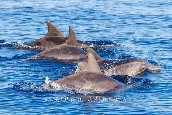 A rare sighting of rough-toothed dolphins in the waters off Hualien. (photo by Su Shengjie) 