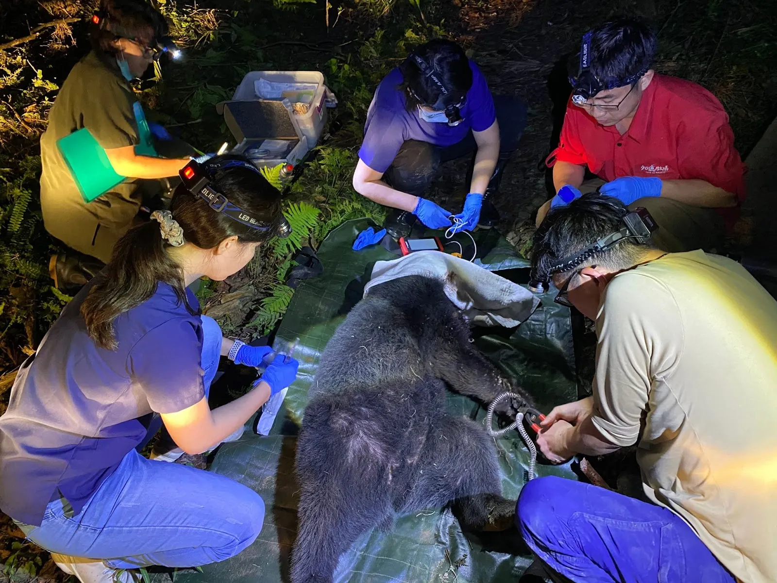 台灣黑熊救援。照片提供： 野灣協會