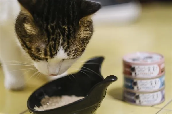 機能性的蠶蛹貓飼料適合食量不大的貓咪。（莊坤儒攝）