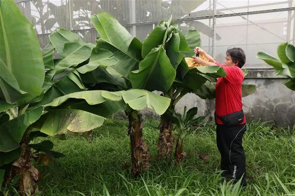三尺蕉