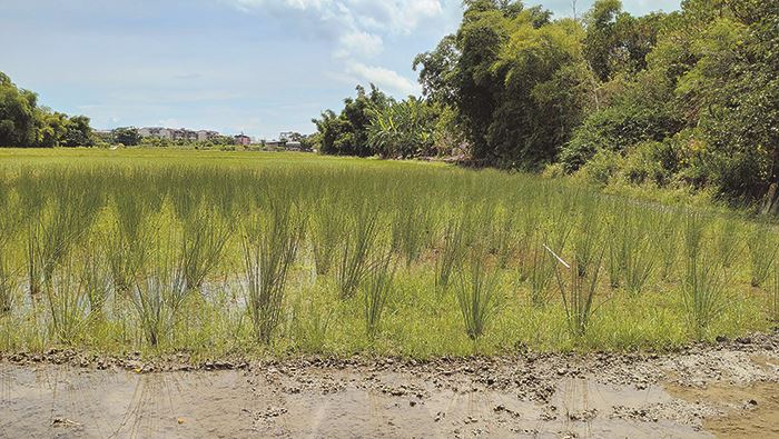Promoting the use of grey sedge straws helps advance multiple U.N. Sustainable Development Goals as the product helps support responsible consumption and production as well as conservation of marine life. (Photo courtesy of Wonder Greener)