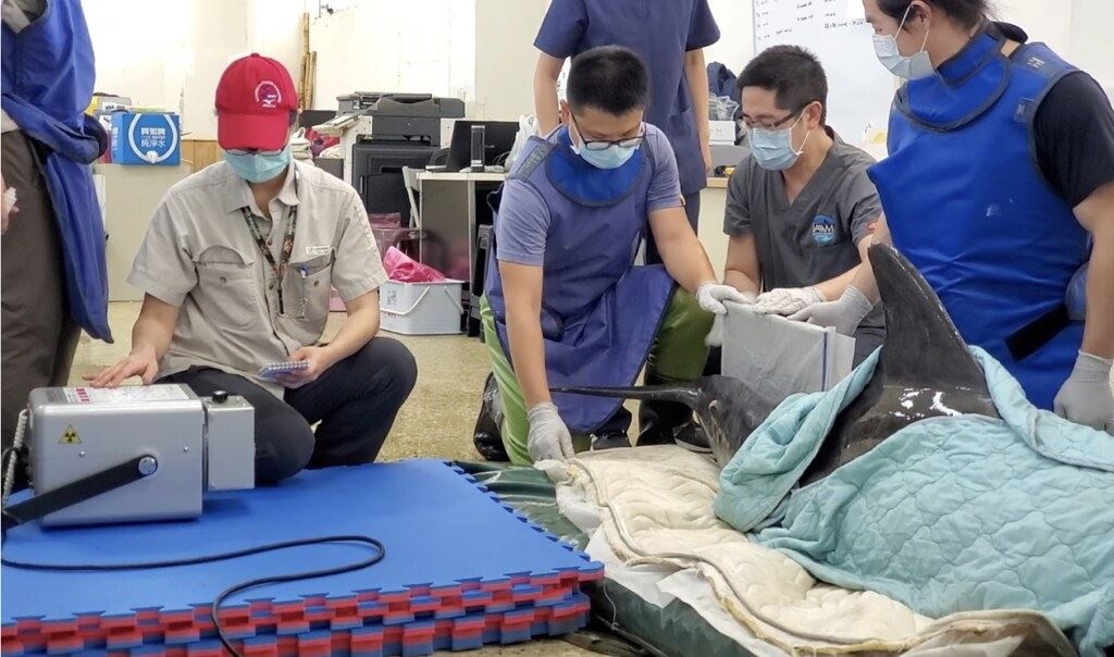 為了解尾幹的白色結節之病因，中華鯨豚協會向台北市動物園商借X光機為糙齒海豚進行診療。圖片來源：德能集團提供