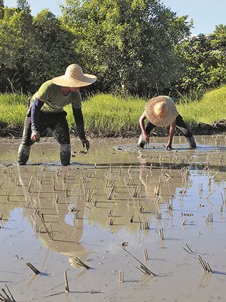 Farmers around Taiwan are growing grey sedge as part of Wonder Greener’s experiment to determine which conditions result in the best harvests of the plant for use in straw production. (Photo courtesy of Wonder Greener)